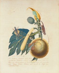 Der Broadbaum