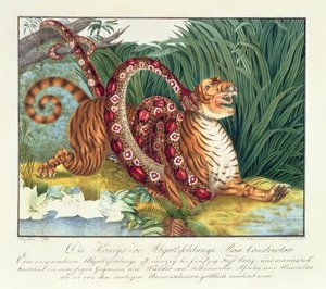 The Tiger and the Boa Constrictor