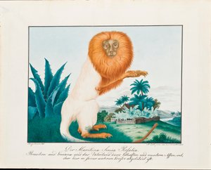 The White Saki