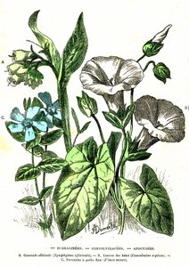 Borraginees, Convolvulacees, Apocynees: Natural Creation and Living Beings. Drawing by A. Demarle 1885 by Alphonse Demarle