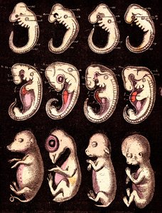Compared embryos of 4 vertebrae (pig, hen, rabbit, man). Drawing by A. Demarle. 1885 by Alphonse Demarle