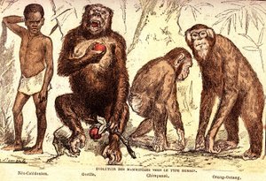 Evolution of mammals to the human type. Drawing by A. Demarle. 1885 by Alphonse Demarle