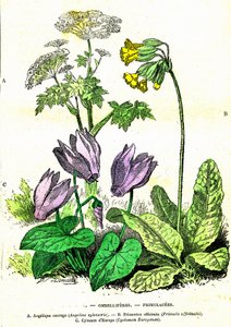 Ombelliferes, Primulacees: Natural Creation and Living Beings by Alphonse Demarle
