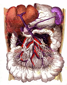 Organs of Intestinal Absorption - The Normal Life & Health of J. Rengade. Drawing by A. Demarle 1881 by Alphonse Demarle