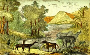 Prehistory - Eocene period: From right to left: Paloeotherium, Anoplotherium, Xiphodonts and the birds Tantalus. Natural creation and living beings. Drawing by A. Demarle. 1885 by Alphonse Demarle
