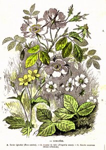 Rosacees. Drawing by A. Demarle. 1885 by Alphonse Demarle