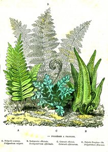 Sling Fougeres: Natural Creation and Living Beings. Drawing by A. Demarle 1885 by Alphonse Demarle