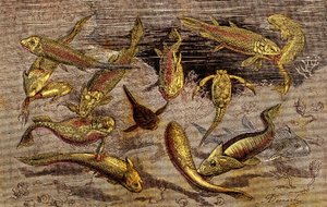 The Devonian Times (Prehistory). Drawing A. Demarle. 1885