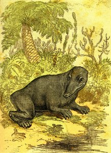 The Labyrinthodonte (Amphibian): Amphibious of the Coal Period. Natural Creation and Living Beings. Drawing by A. Demarle 1885 by Alphonse Demarle