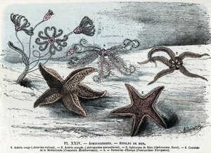 Zoological board; echinoderm, sea stars (asteries, ophiocoma, comatum and pentacrine) Engraving from 