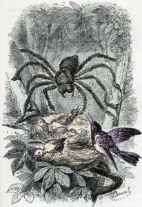 Zoological chart: arachnid, avicular mygalus surprising a bird-fly nest (Zoological plate: arachnid, Avicularia) Engraving from 