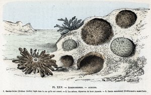 Zoological Plate: Echinoderms, Sea Urchins by Rengade by Alphonse Demarle