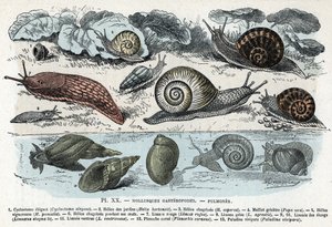 Zoological chart; gasteropods molluscs, lungs (cyclostoma, helice of gardens and sorrow, red slug, grey slug, limnee, planorb, paludine...) Engraving from 