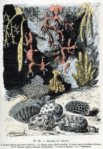Zoological chart: sponges and corals (gorgone, bebryce, coral, sponges, neptune glove) Engraving from 