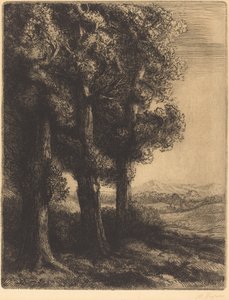 Corner of a Wood