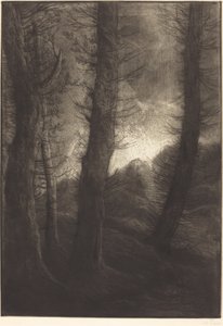 Large Trees Seen Against the Sun