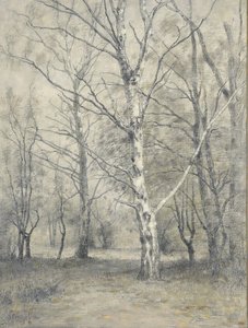Forest with Birch Trees