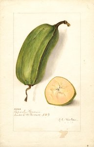 Bananas (Musa: Popoulu Hawaii)