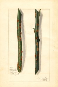Two Diseased Orange Tree Twigs (Citrus sinensis)