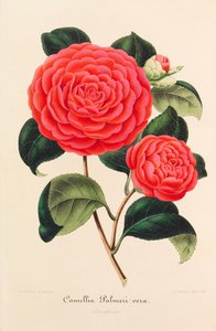 Nouvelle Iconographie des Camellias, 1850-1860