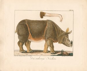 Indian Rhinoceros