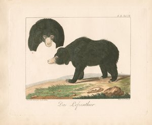 Malayan Sun Bear by Ambrosius Gabler