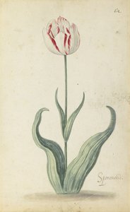 "Speramondi" Tulip, from an Album of Flowers by Ambrosius the Younger Bosschaert