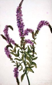 Purple Spiked Willow Herb (Epilobium) 1787 by Amelia Fancourt