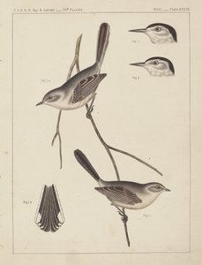 Birds - U.S.P.R.R. Exp. & Surveys, 35th Parallel by American 19th Century