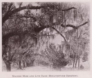 Spanish Moss and Live Oaks, Bonaventure Cemetery by American Photographer (after)