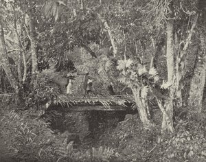 Tropical Scene in the State of Vera Cruz, Mexico by American Photographer (after)