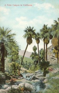 A Palm Canyon, California, USA by American Photographer