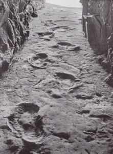 Fossilised Mammoth Footprints, Carson City, Nevada, USA by American Photographer