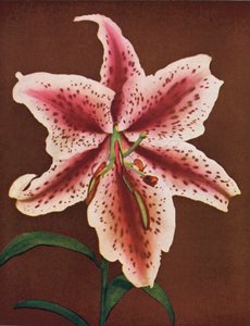 Lilies: Lilium Auratum, Crimson Queen by American Photographer