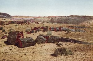 Petrified Forest, Arizona by American Photographer