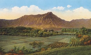 Rice Fields, Oahu by American Photographer