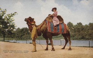 Riding Camel, New York Zoological Park