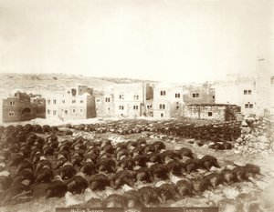 Tannery at Hebron with hides laid out in the foreground, 1898-1911 by American Photographer