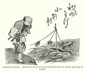 A Japanese Farmer, Seed-beds of rice protected from the birds by strings and slips of wood by American School
