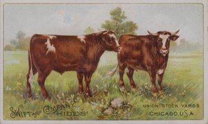 American Trade Card Advertising Swift and Company Animal Hides, Union Stock Yards, Chicago, Illinois by American School