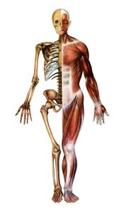 Anatomical Print of the Human Skeleton and Muscles by American School
