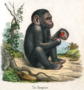 Antique Print of a Chimpanzee