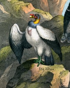 Antique Print of a King Vulture by American School