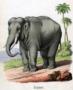 Antique Print of an Elephant
