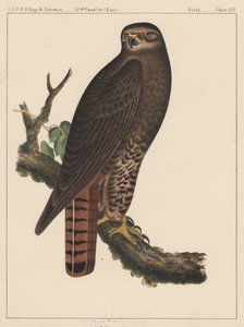 Birds, Plate XIV by American School