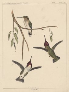 Birds, Plate XIX