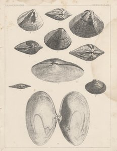 Conchology Plate I