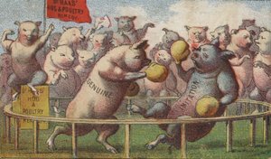 Hogs in the Boxing Ring by American School