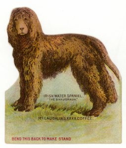Irish Water Spaniel