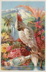 Macaw Perched with Bottle by American School